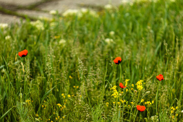 Poppy with drops after rain