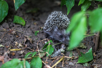Fototapeta premium Hedgehog in the bushes