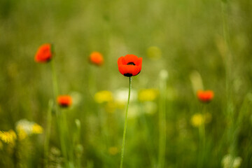 Poppy with drops after rain