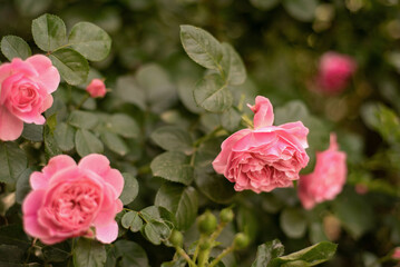 Розовые пионовидные розы крупным планом. Куст розы.