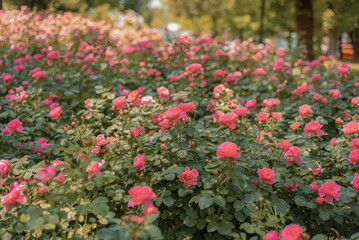 Bushes of pink roses. Flower bed with roses.