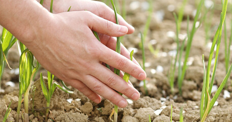 Farmer hand  in a field with touches green leaf. Close-up shot of planting. Ecology concept. New life concept.