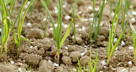 Little green seedlings growing in soil, closeup.