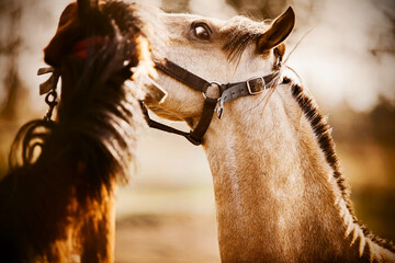 Two cute ponies play with each other on a sunny day. Portrait of a horse. Equestrian life.