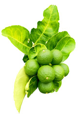 Fototapeta na wymiar Lemons with leaves on a white background