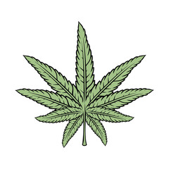 hand drawn marijuana leaf vector