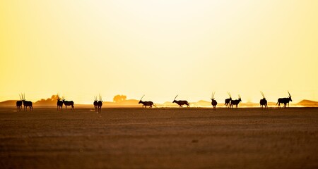 Group of antelopes in the safari at sunset