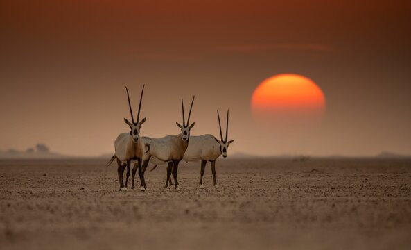 Fototapeta Group of antelopes in the safari at sunset