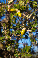 acorns on the tree