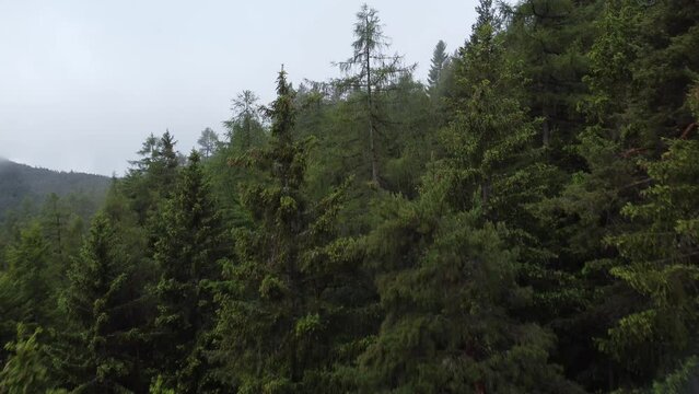 Aerial shot of the forest trees on a foggy day in Reith bei Seefeld, Austria