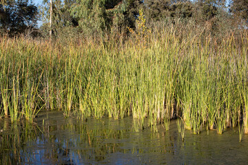 Obraz premium reeds in the water