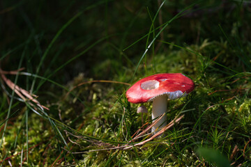 Fototapete bei efototapeten.de bestellen   