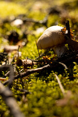 mushrooms in the forest 2 