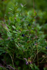 Ripe blueberries in  summer forest