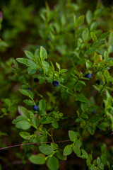 Ripe blueberries in  summer forest