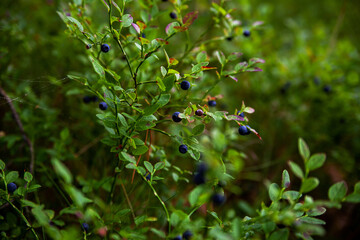 Ripe blueberries in  summer forest