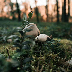 2 mushrooms peek out of the leaves