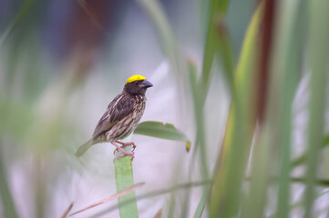 The streaked weaver (Ploceus manyar) is a species of weaver bird found in South Asia and South-east...