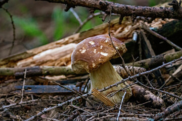 a beautiful boletus edulis in the morning sun on the forest floor