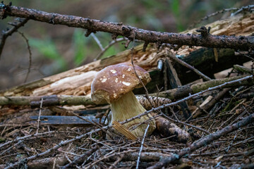 a beautiful boletus edulis in the morning sun on the forest floor