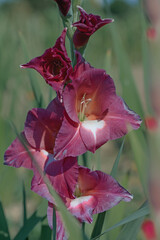 Dark Gladiolus blossom in bordeux color tone.