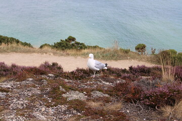 Fototapeta premium Howth, Irland