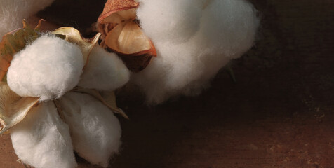 Cotton from agriculture harvest on rustic background with copy space.