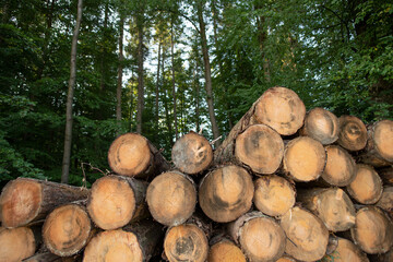 Holz als Rohstoff, gefällte Baumstämme gestapelt im Wald © Sarah