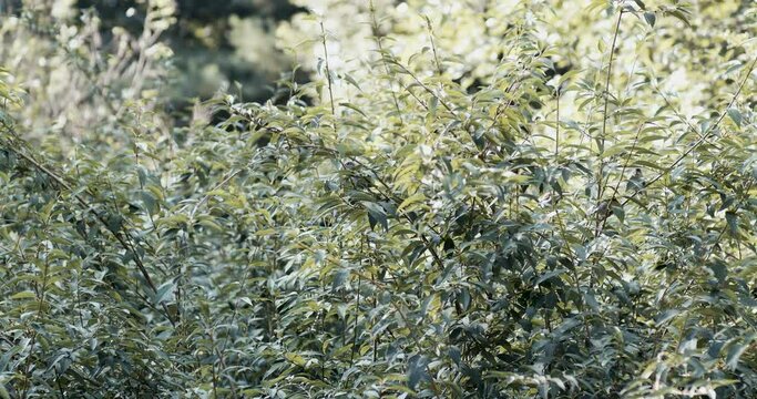 Birds hiding in forsythia bush. 