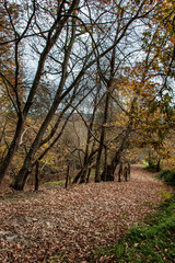 Naklejka premium Otoño colores