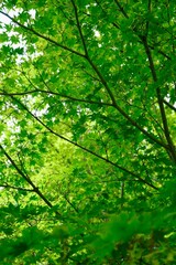 Japanese Shrine, Zen garden et momiji leaf