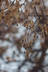 Autumn foliage of trees