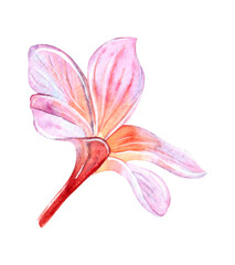 Tropical plumeria flower painted in watercolor, isolated on a white background.