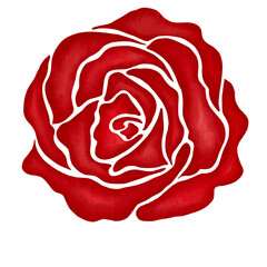 red rose flower illustration