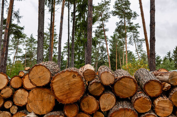 Stack of firewood