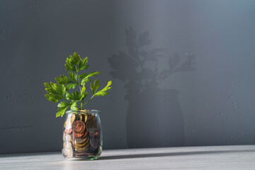 Plant sprout growing inside a glass jar full of coins on wooden background saved or invested for a...