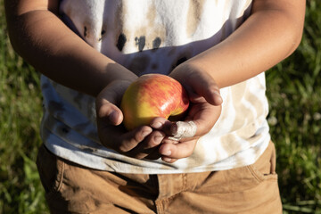 Ripe apple in the boy's hands