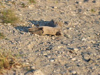 driftwood in the sand