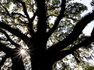 Live Oak tree in the Washington Oaks Historic District of Washington Oaks Gardens State Park in Palm Coast Florida