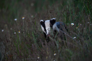 European badger // Europäischer Dachs (Meles meles)  © bennytrapp