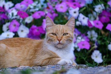 Naklejka na ściany i meble red-white cat lies on a background of flowers