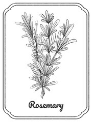 Rosemary ink sketch. Isolated on white background. Hand drawn vector illustration. Doodle monochrome outline. Green herbs, spice.