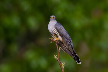 Wild cuckoo bird perched on a branch