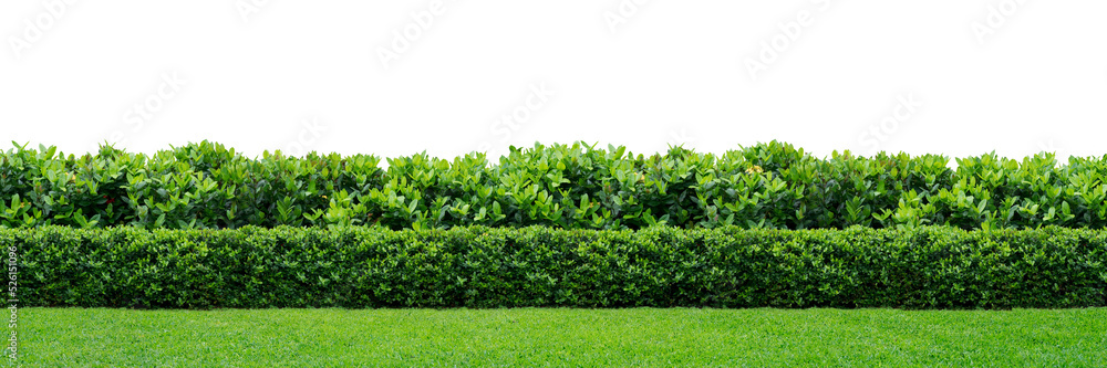 Wall mural green hedge