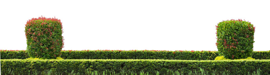 Beautiful garden hedge on white background. PNG file.