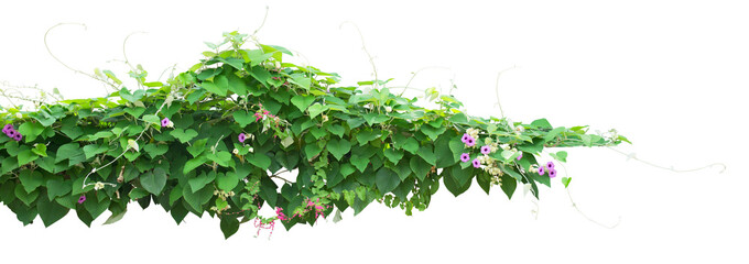 Wild creeper plan on white background. PNG file.