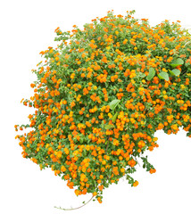 Orange flowers isolated on white. PNG File.