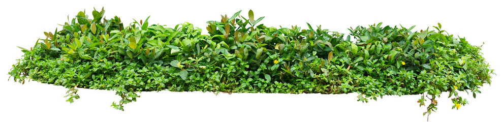 Green garden plant isolated on white. PNG file.