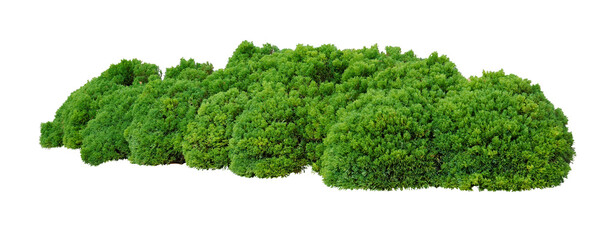 Shrubs trimmed into round shape. PNG file