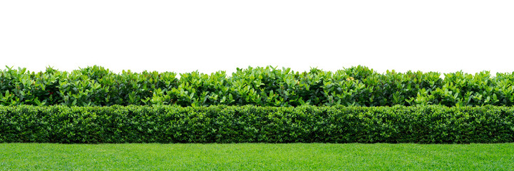 Green hedge